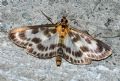 Anania hortulata